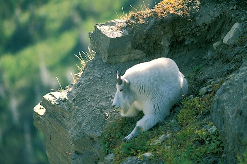 The disappearance of glaciers and snowfields is leading to stress in mountain goats at Glacier National Park/NPS