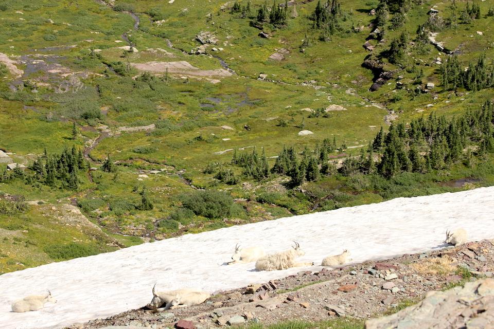 Glaciers and snowfields provide a cooling system for mountain goats in summer/Wesley Sarmento, University of Montana