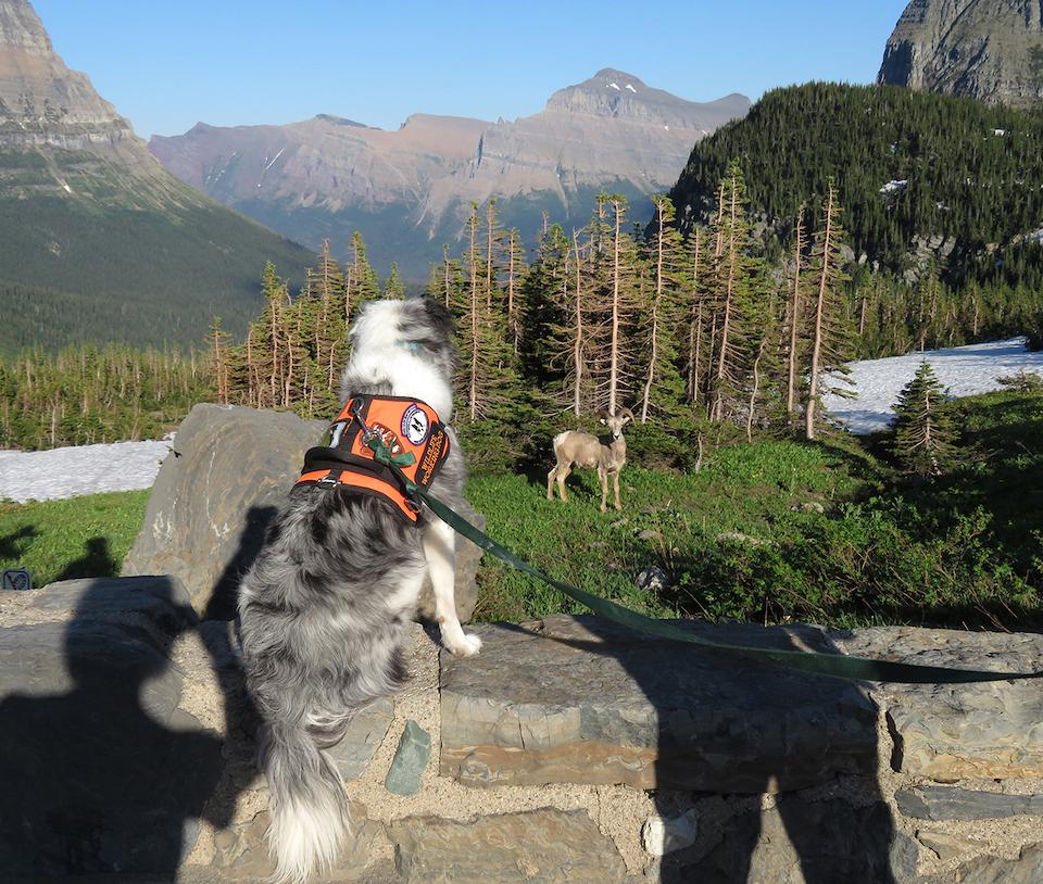 A well-trained pet, and a leash, go hand-in-hand in the parks/NPS, A.W. Biel