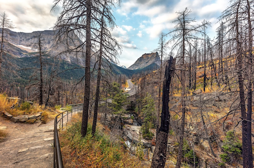 Post-fire landscape in Glacier National Park/Rebecca Latson