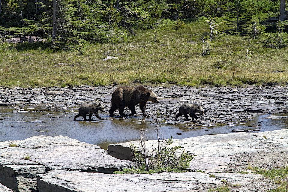 A grizzly bear sow and two cubs were killed near Glacier National Park when hit by trains/NPS file
