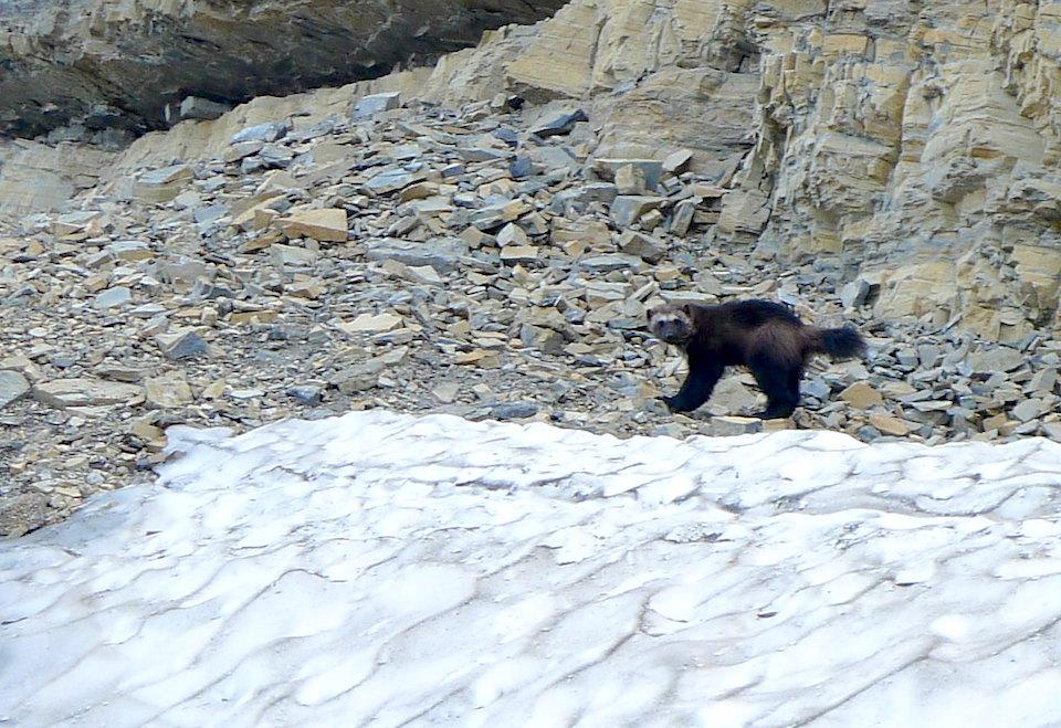 Sitting on the precipice of extinction: A wolverine at Glacier National Park/NPS file, Erik Peterson