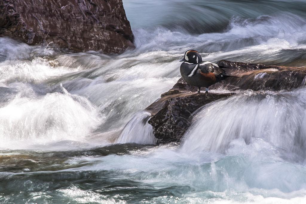 A Harlequin duck, Glacier National Park / NPS-Jacob W. Frank