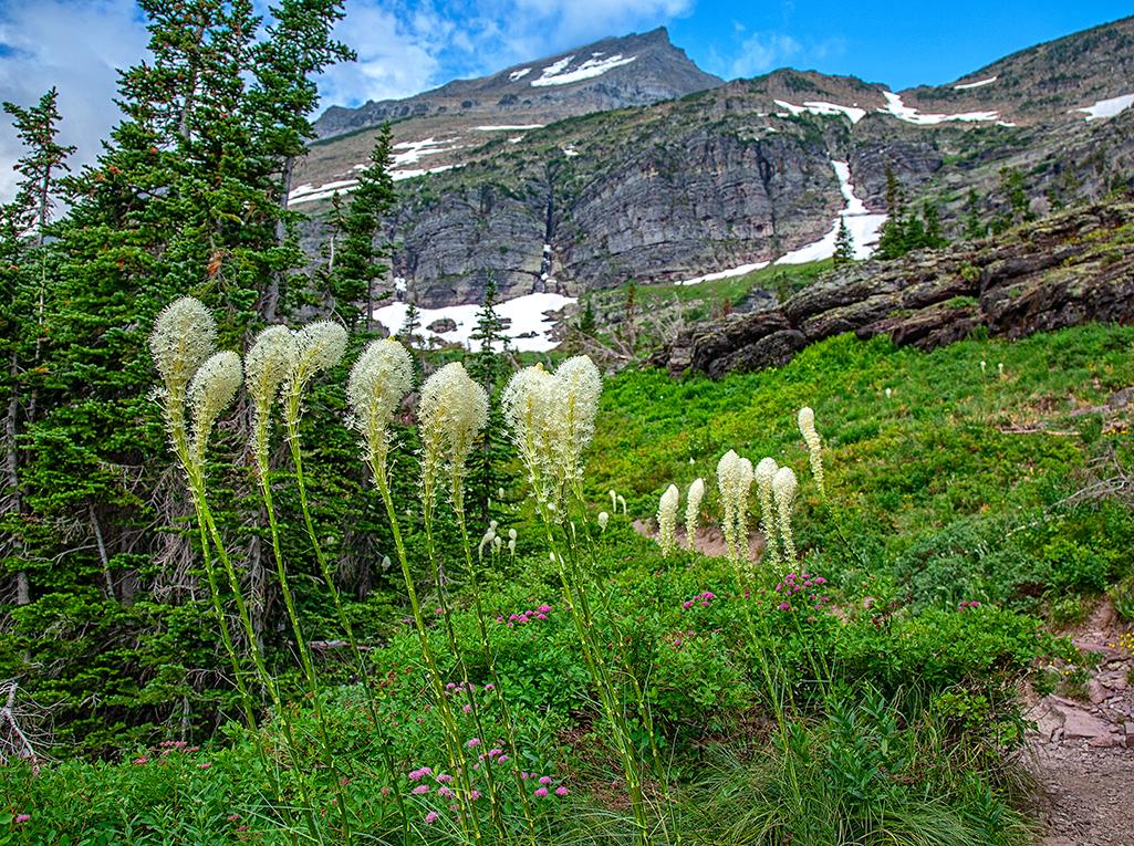 Beargrass seen along the Grinnell Glacier Trail in Glacier National Park / Rebecca Latson
