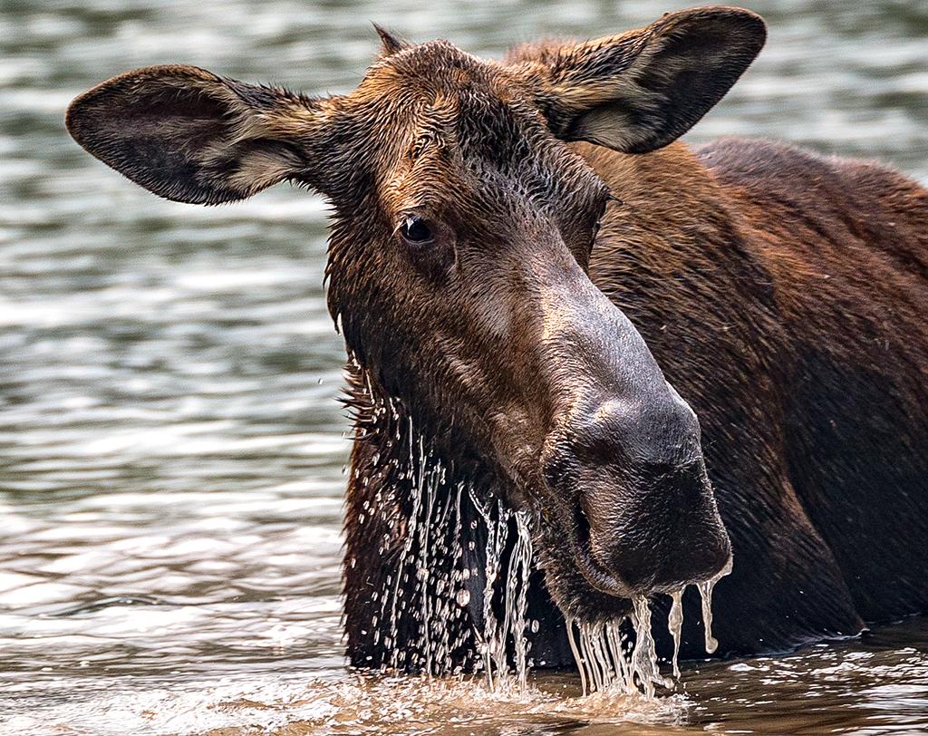 Portrait of a moose cow, Glacier National Park / Rebecca Latson
