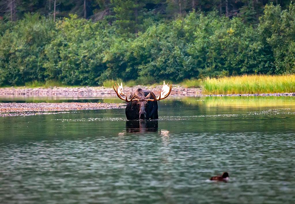 Bull moose in the lake, Glacier National Park / Rebecca Latson Bull moose in the lake, Glacier National Park / Rebecca Latson