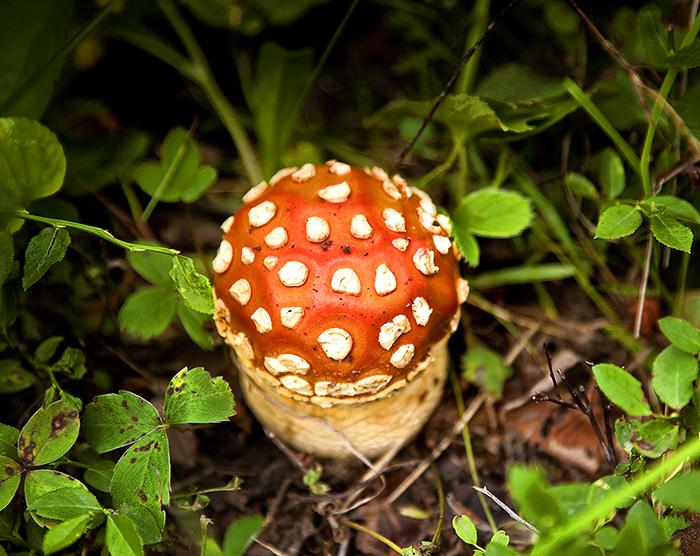 A funky little mushroom along the trail, Glacier National Park / Rebecca Latson