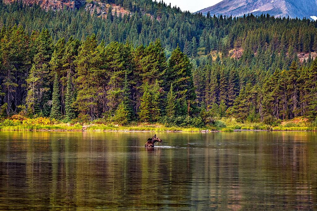 A moose in Fishercap Lake, Many Glacier area, Glacier National Park / Rebecca Latson