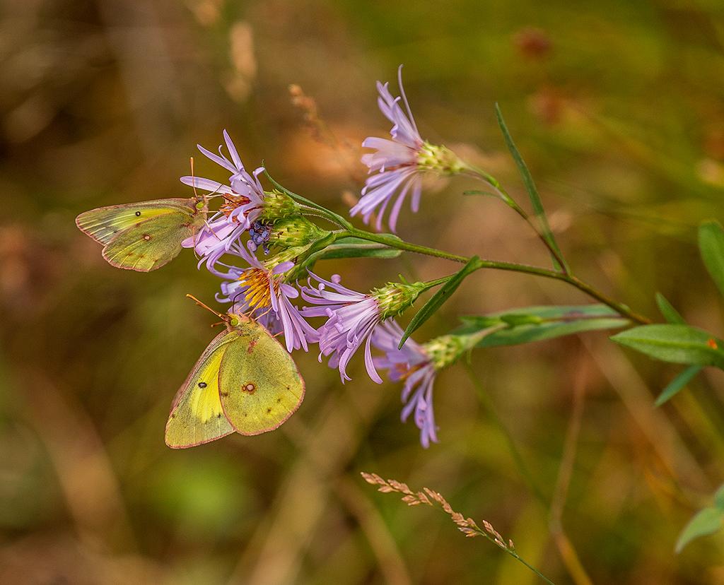 Yellow butterflies and lavender wildflowers, Glacier National Park / Rebecca Latson