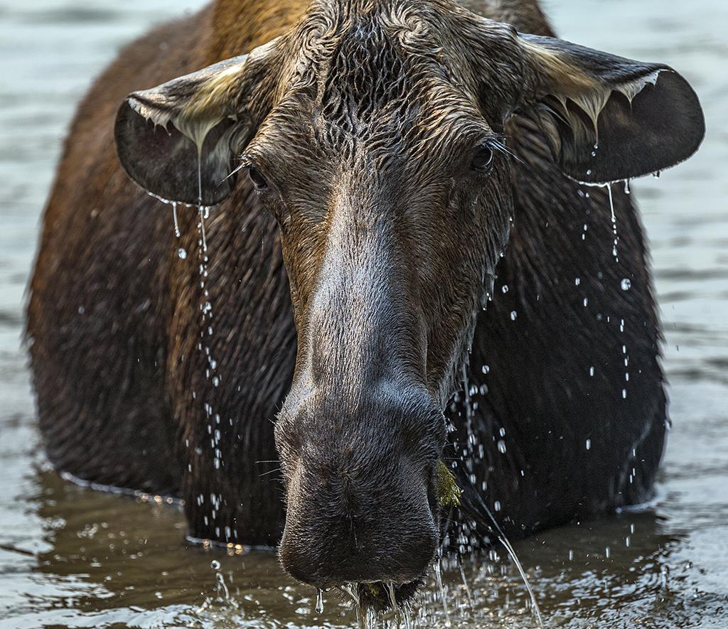A moose in Fishercap Lake, Glacier National Park / Rebecca Latson