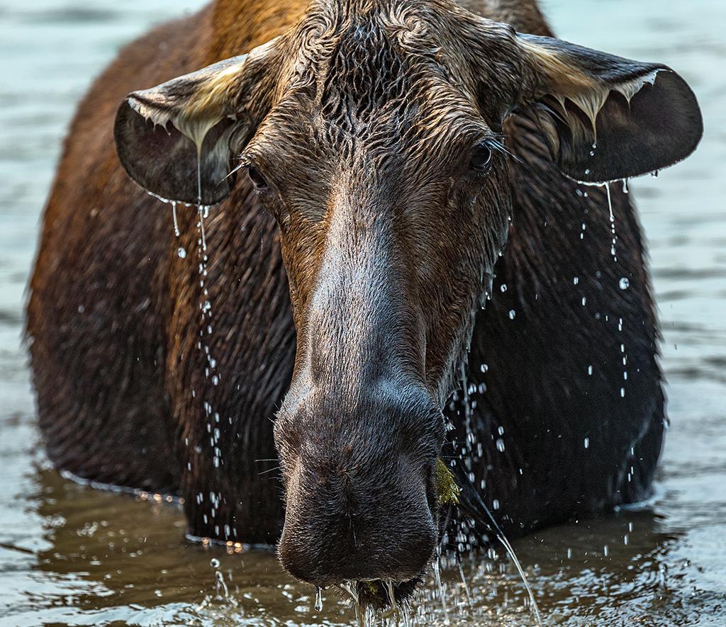 A moose cow in Fishercap Lake, Glacier National Park / Rebecca Latson