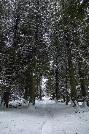 A snow path through the tall trees at Lake McDonald Lodge, Glacier National Park / Rebecca Latson