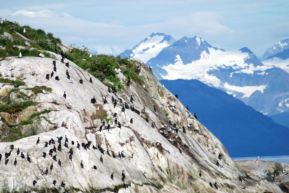 Closures have been put around four islands at Glacier Bay National Park to protect nesting birds/Kurt Repanshek file