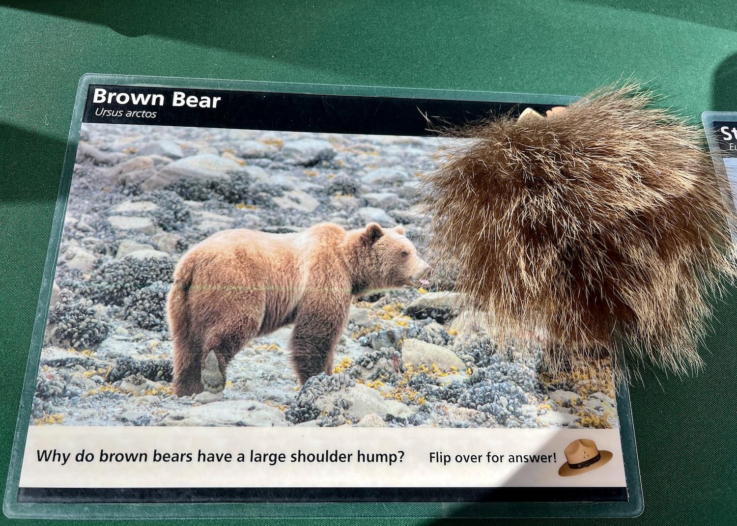 Those who missed the brown bear sighting in Glacier Bay could at least touch this fur on a NPS exhibit. Those who missed the brown bear sighting in Glacier Bay could at least touch this fur on a NPS exhibit.