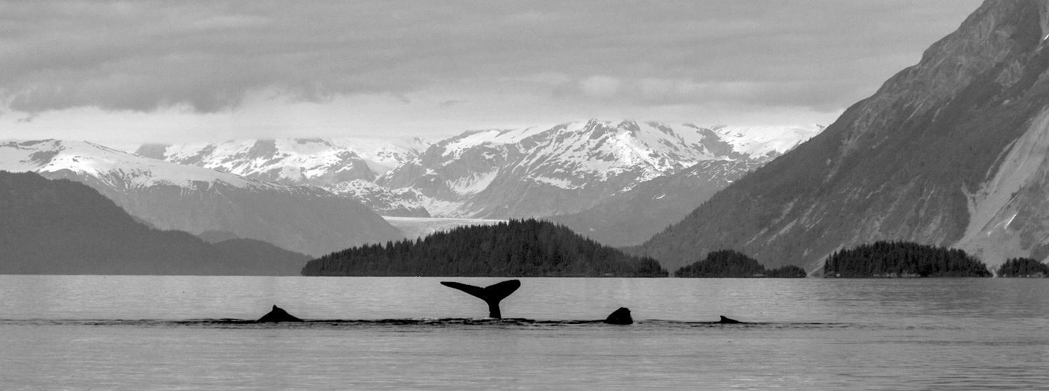 Changes in the web of life in the Pacific is impacting humpback whales that summer at Glacier Bay National Park/NPS