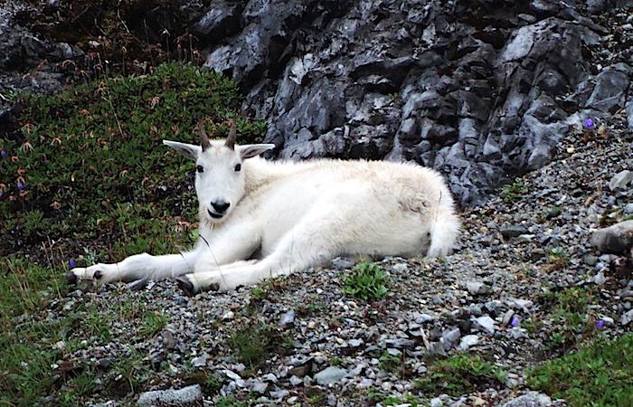 Young mountain goat in Glacier Bay National Park/Lee Dalton