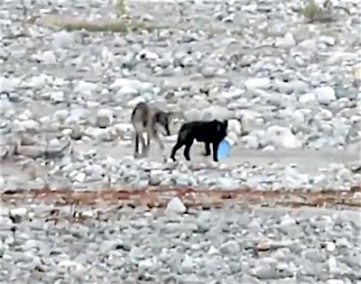 Wolves find Frisbee At Glacier Bay National Park/NPS