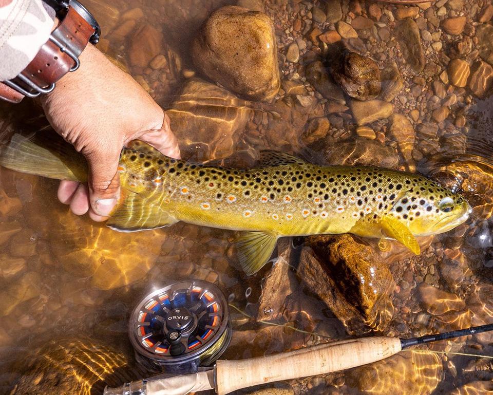 In an effort to reduce the number of brown trout in the Colorado River, agencies will pay you $25 per brown trout you catch and keep/NPS file