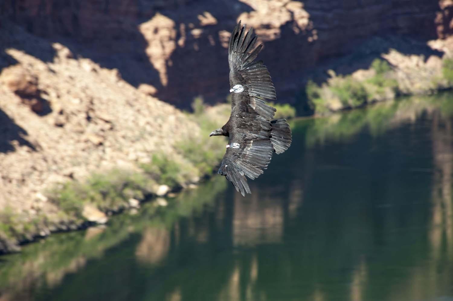 A release of captive-born California condors in late September could bring more aerial displays for motorists who stop at the Navajo Bridge in Glen Canyon National Recreation Area/Patrick Cone