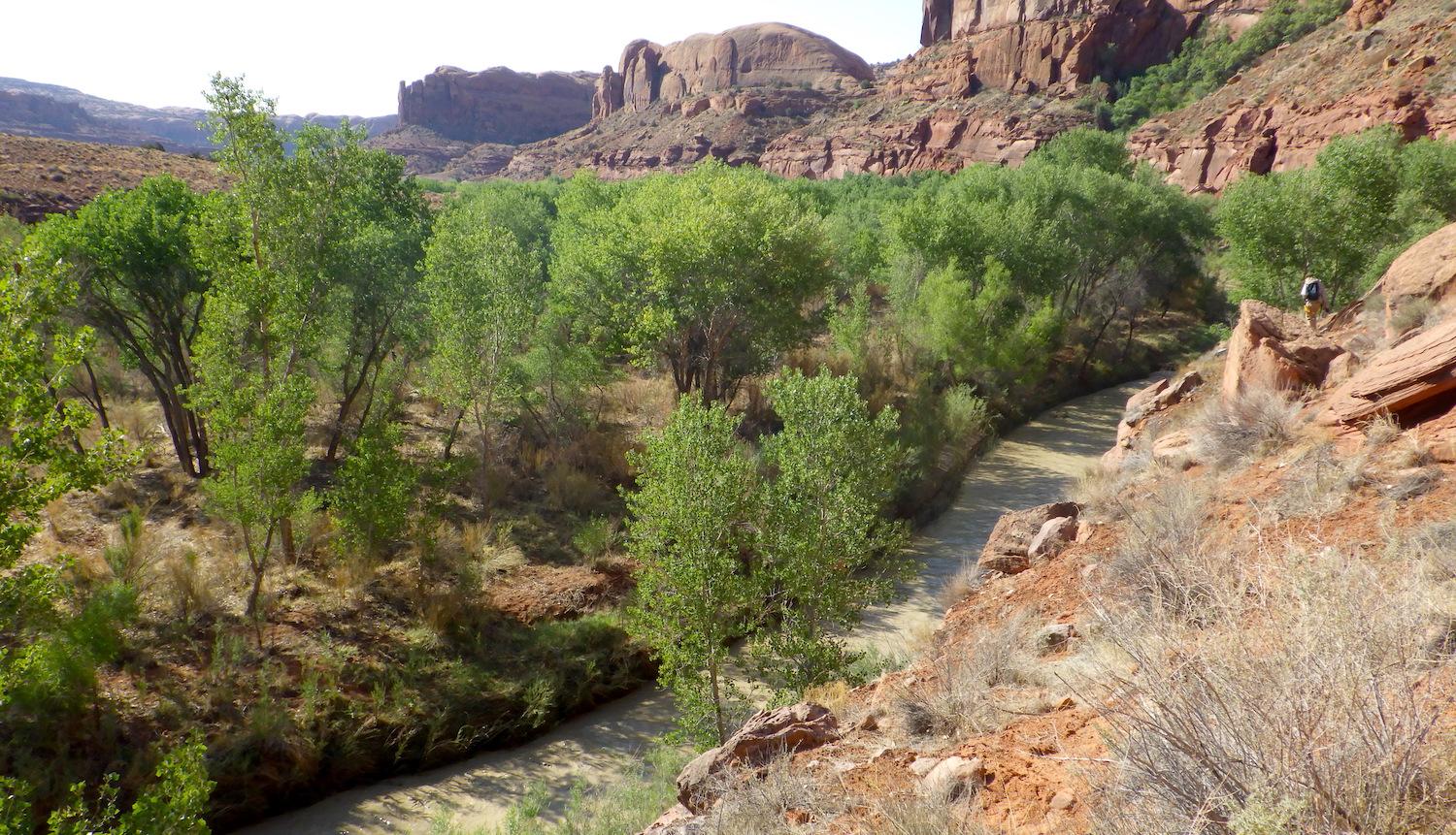 Crews review Russian olive trees by hand along the Escalante River in Glen Canyon National Recreation Area/Kurt Repanshek