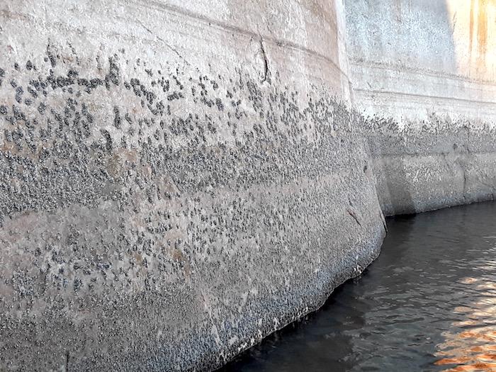 Countless Quagga mussels cling to a wall at Lake Powell in Glen Canyon NRA/Utah DWR