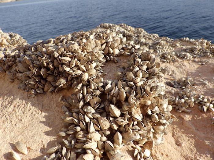 Lake Powells receding waters have revealed countless quagga mussel shells/Kurt Repanshek