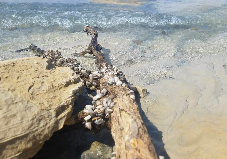 mussels, lake powell, Glen Canyon National Recreation Area, invasive species, national park