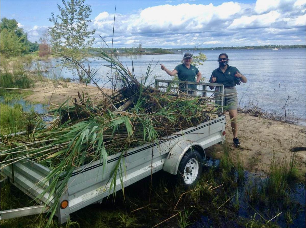 The cut phragmites are hauled away from shore.