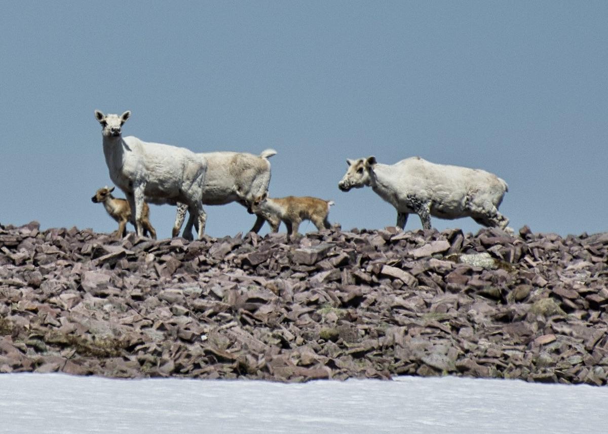 Parks Canada protects young caribou at Gros Morne National Park.