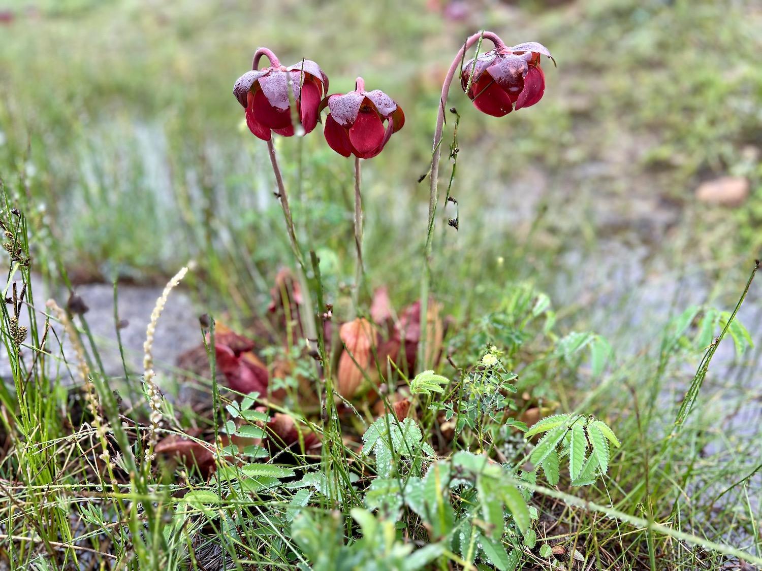Carnivorous pitcher plants thrive in the Tablelands.