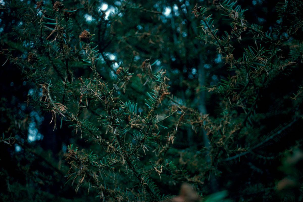 A file photo that shows what defoliated fir trees look like.