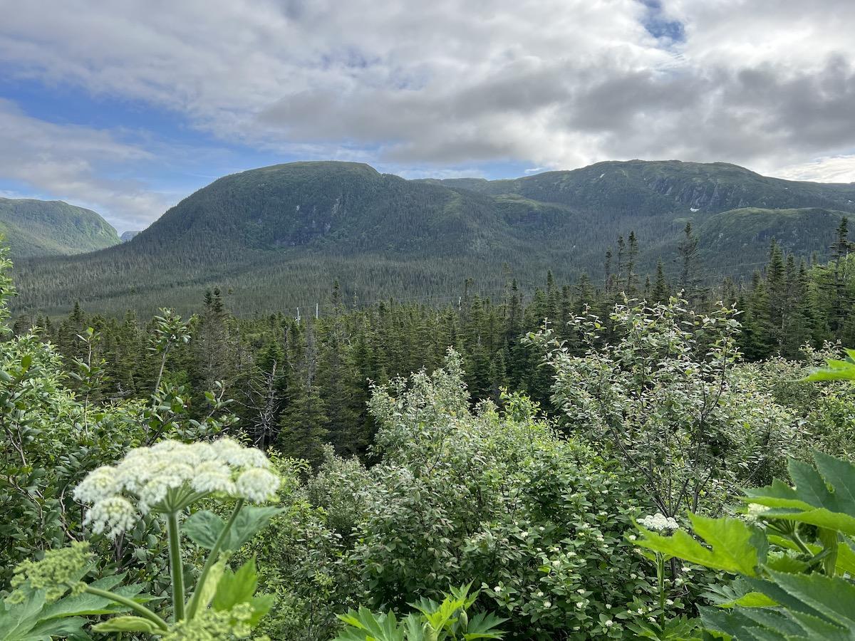 A view of the forests of Gros Morne National Park in western Newfoundland.