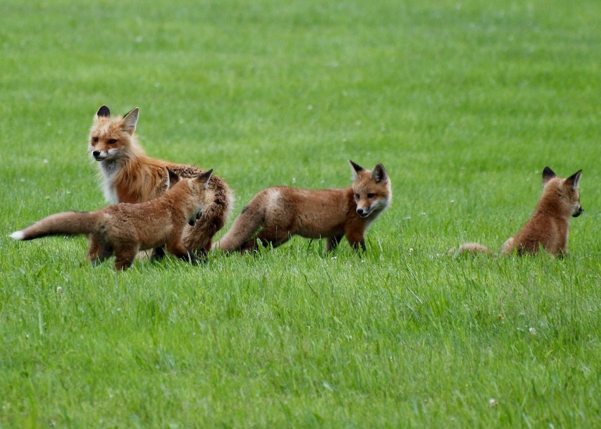 A family of foxes is shown in a file photo from Gros Morne National Park, where a food-conditioned fox and one of its kits have been killed by vehicles.