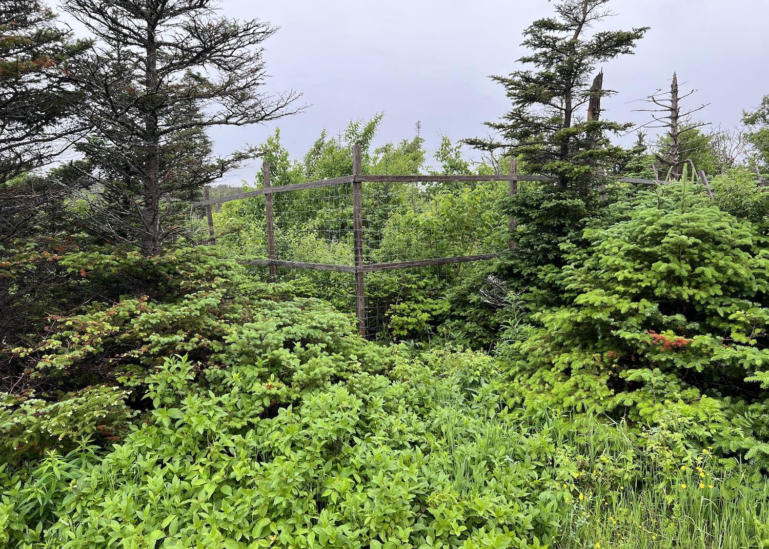 A moose "exclosure" along Western Brook Pond Trail prevents hungry moose from gobbling up protected patches of boreal forest.