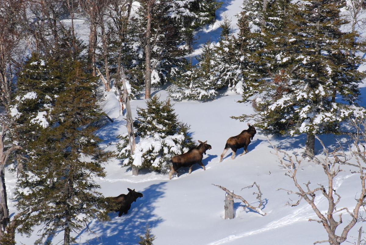 An aerial view of moose in the snow at Gros Morne National Park.