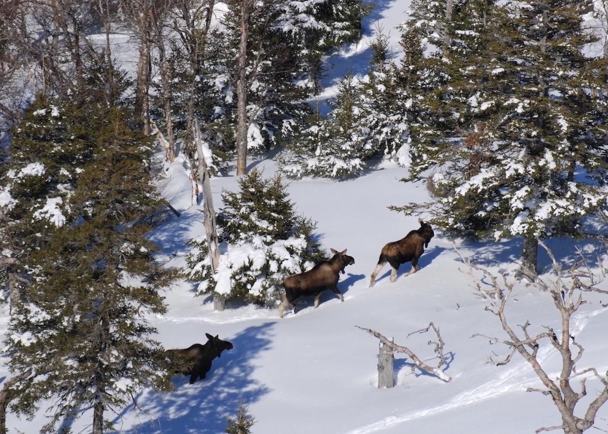 Snowmobilers might encounter moose in Gros Morne National Park.
