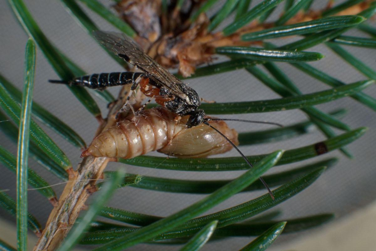 A parasitoid female feeds on a spruce budworm pupa.