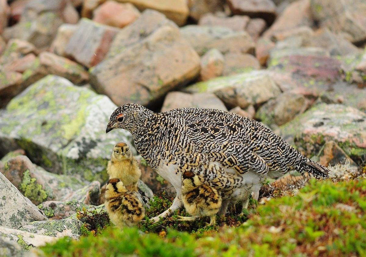 Rock ptarmigan chicks are very vulnerable in their first weeks of life.