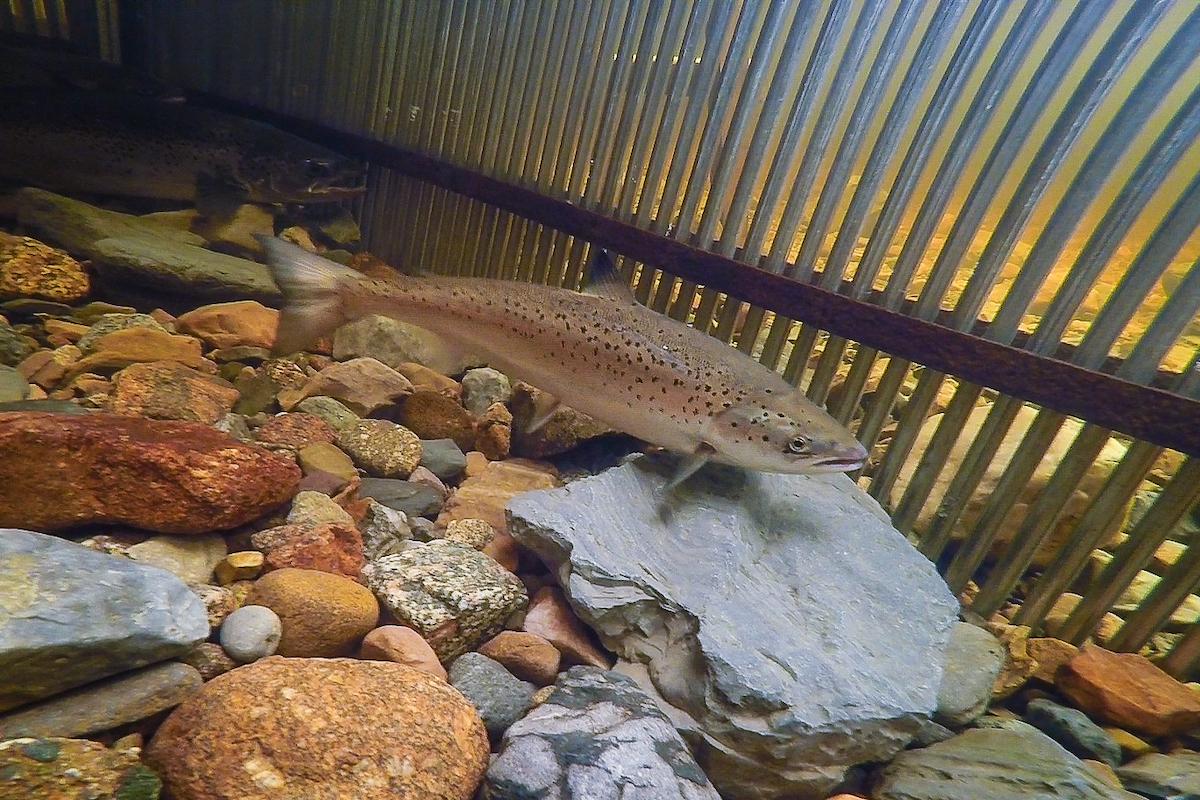 A salmon is shown by a counting fence at Deer Arm Brook in Gros Morne National Park.
