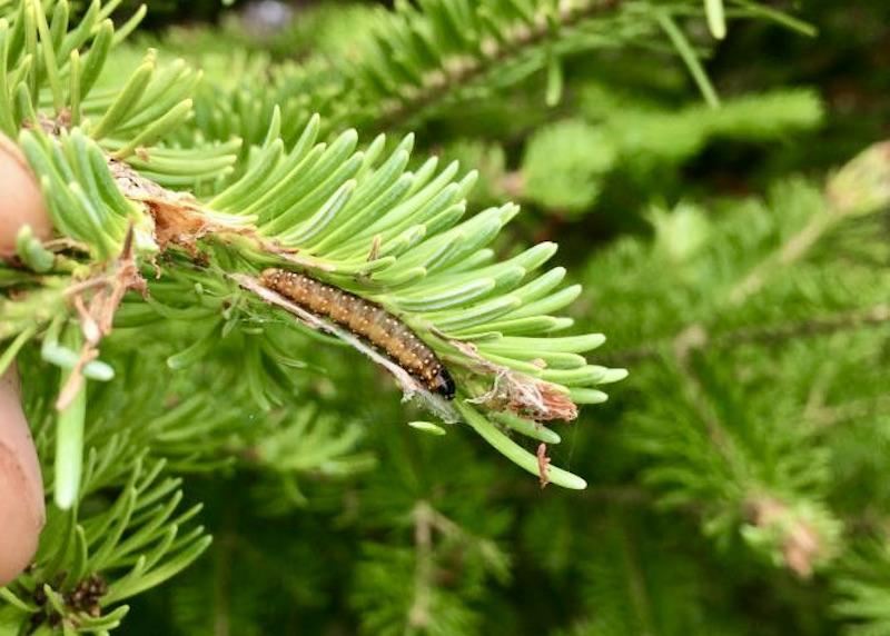 Parks Canada staff show how spruce budworm look crawling on a tree.