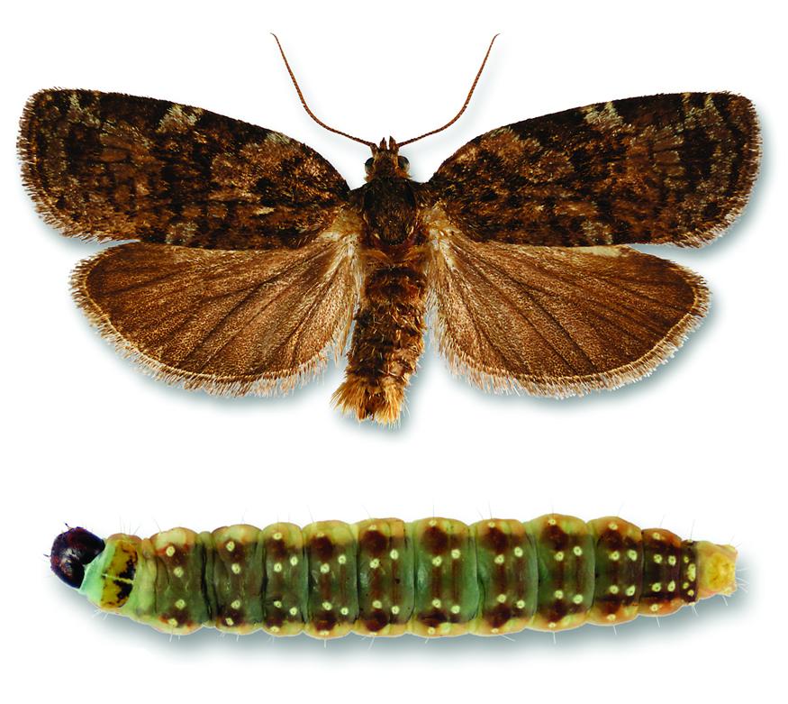 An eastern spruce budworm adult moth (top) and caterpillar (bottom).