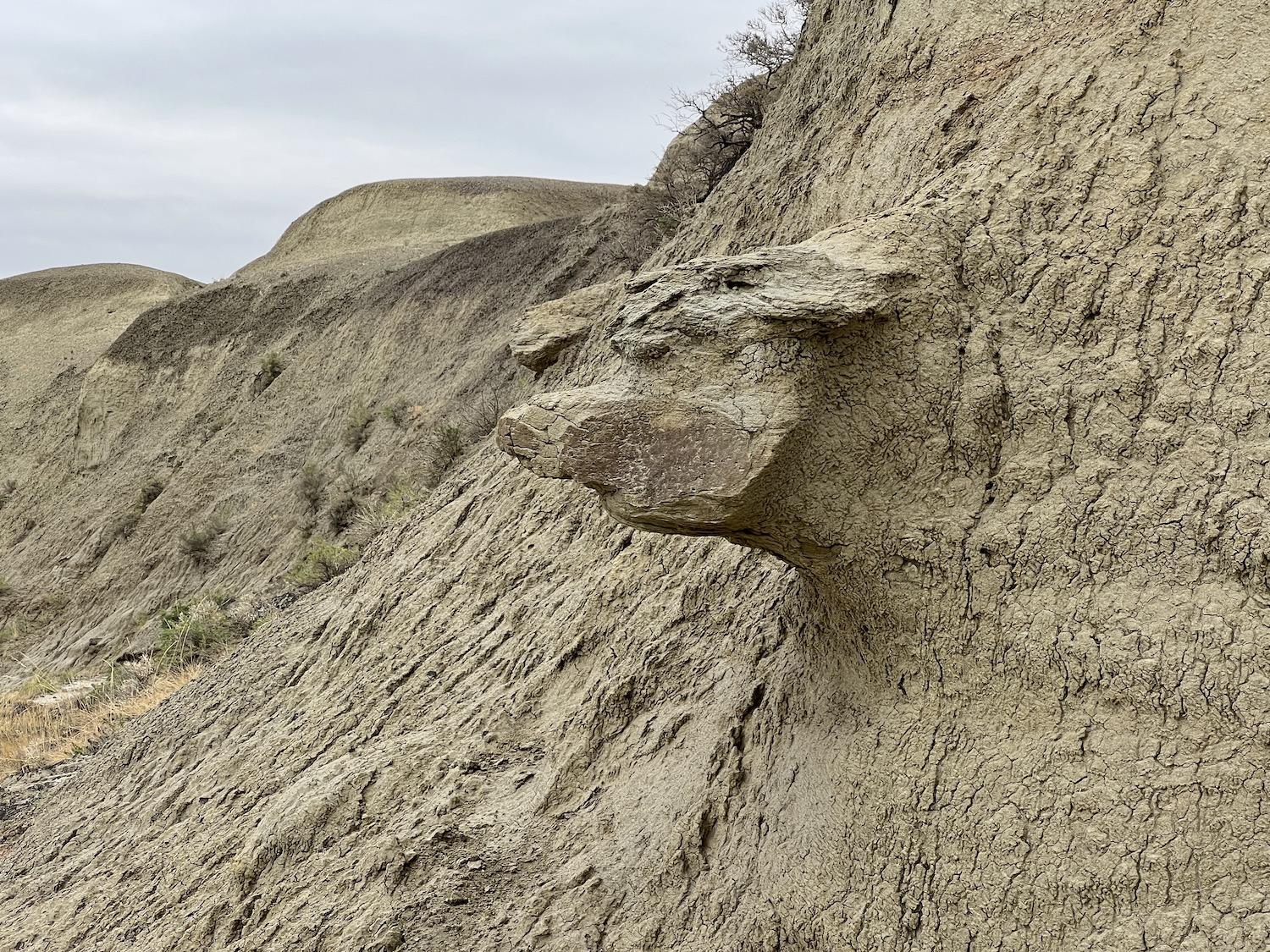 It looks like an animal, but it's just a natural formation.