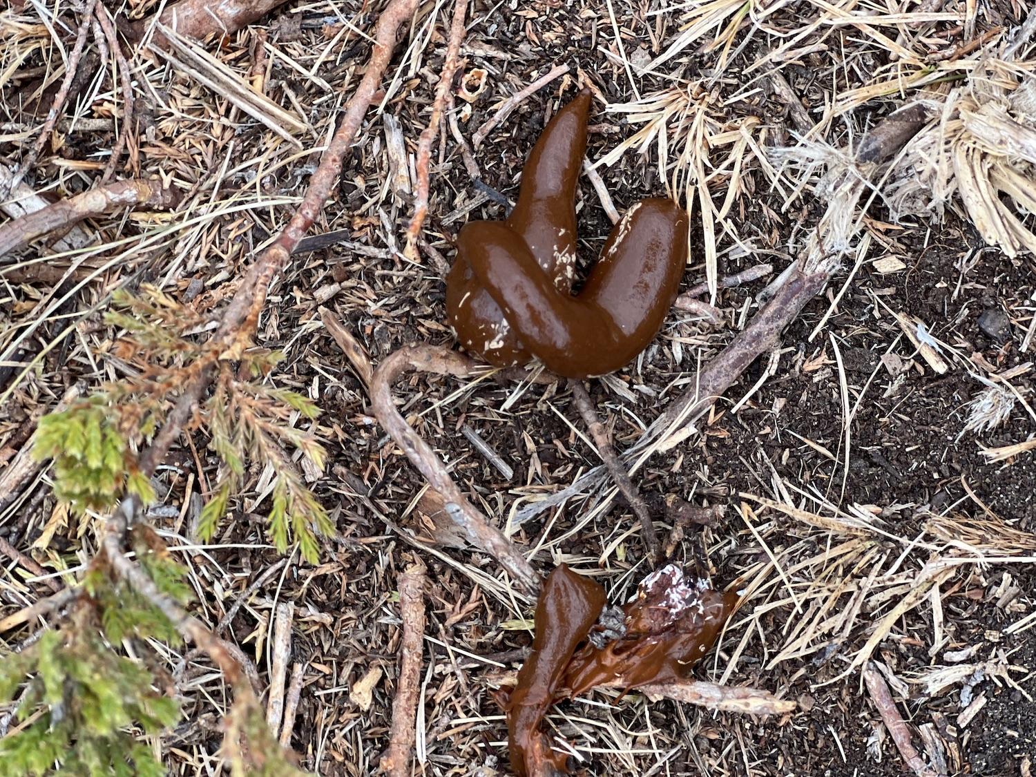 There's plenty of wildlife scat, some of it fresh, along the trail.