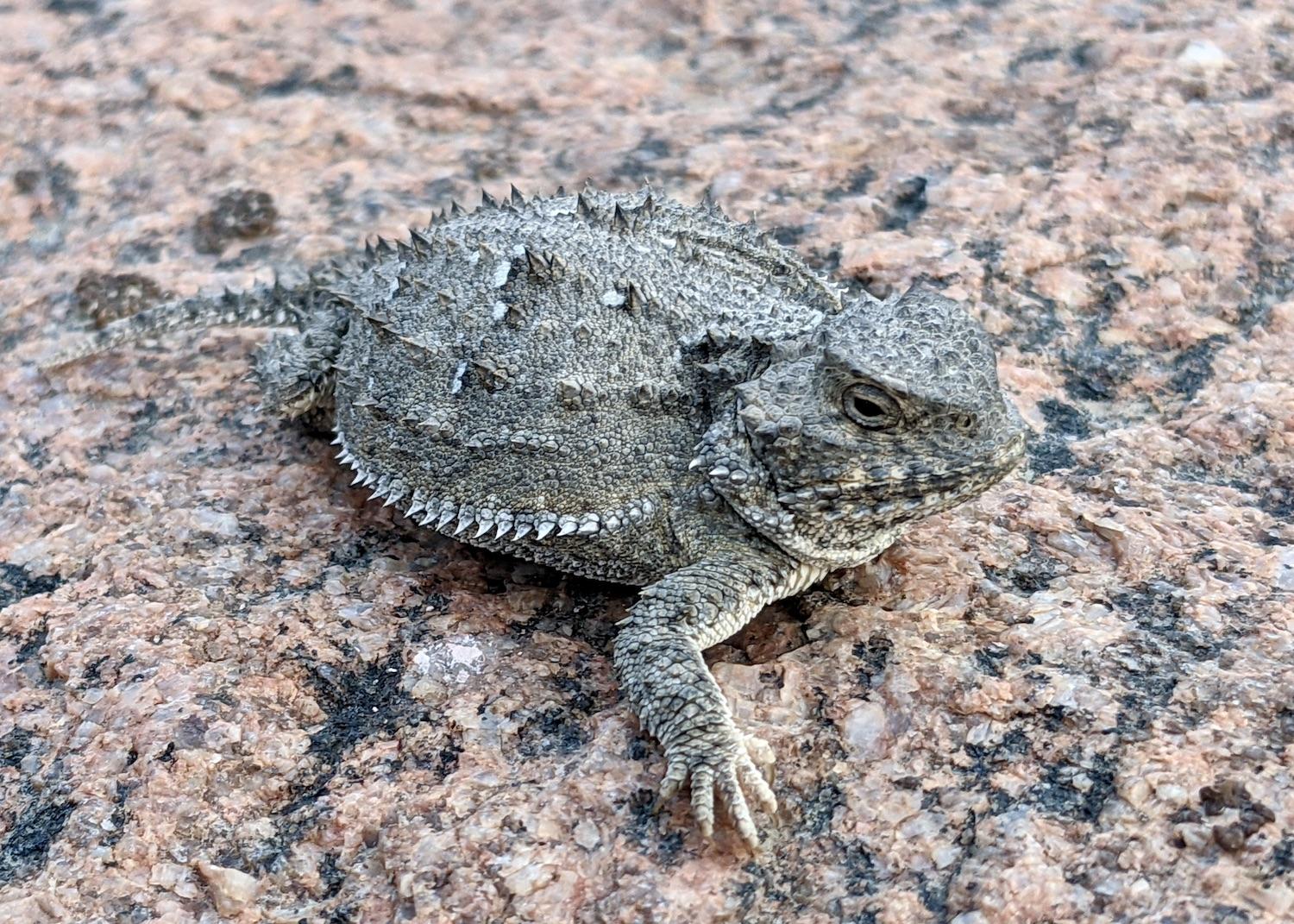 The Greater Short-horned Lizard is the only species of lizard found in Alberta and Saskatchewan. The species occurs farther north than any other iguanid lizard species globally. 