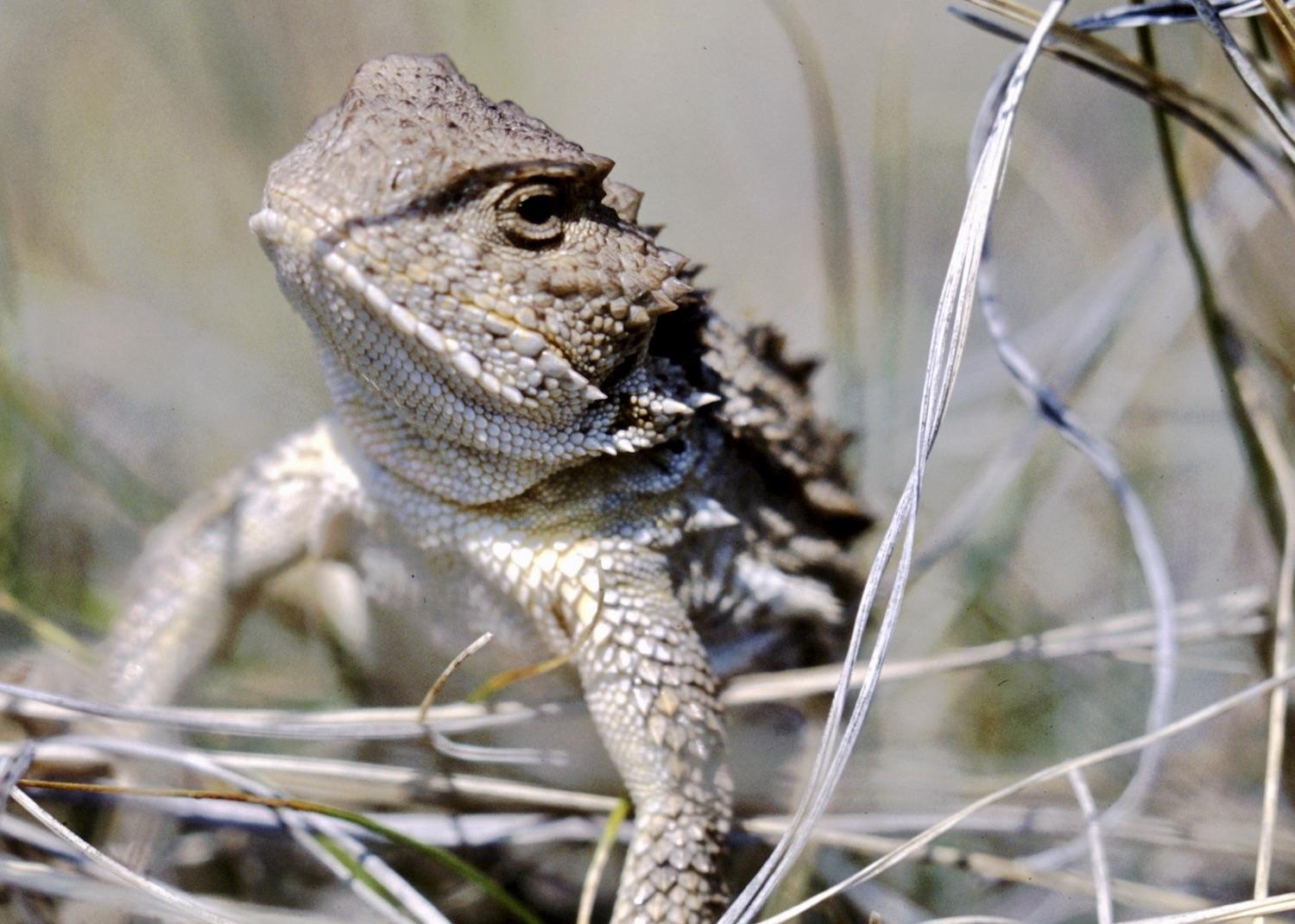 Greater Short-horned Lizards may shoot blood from their eyes when threatened, but that is rare to see.