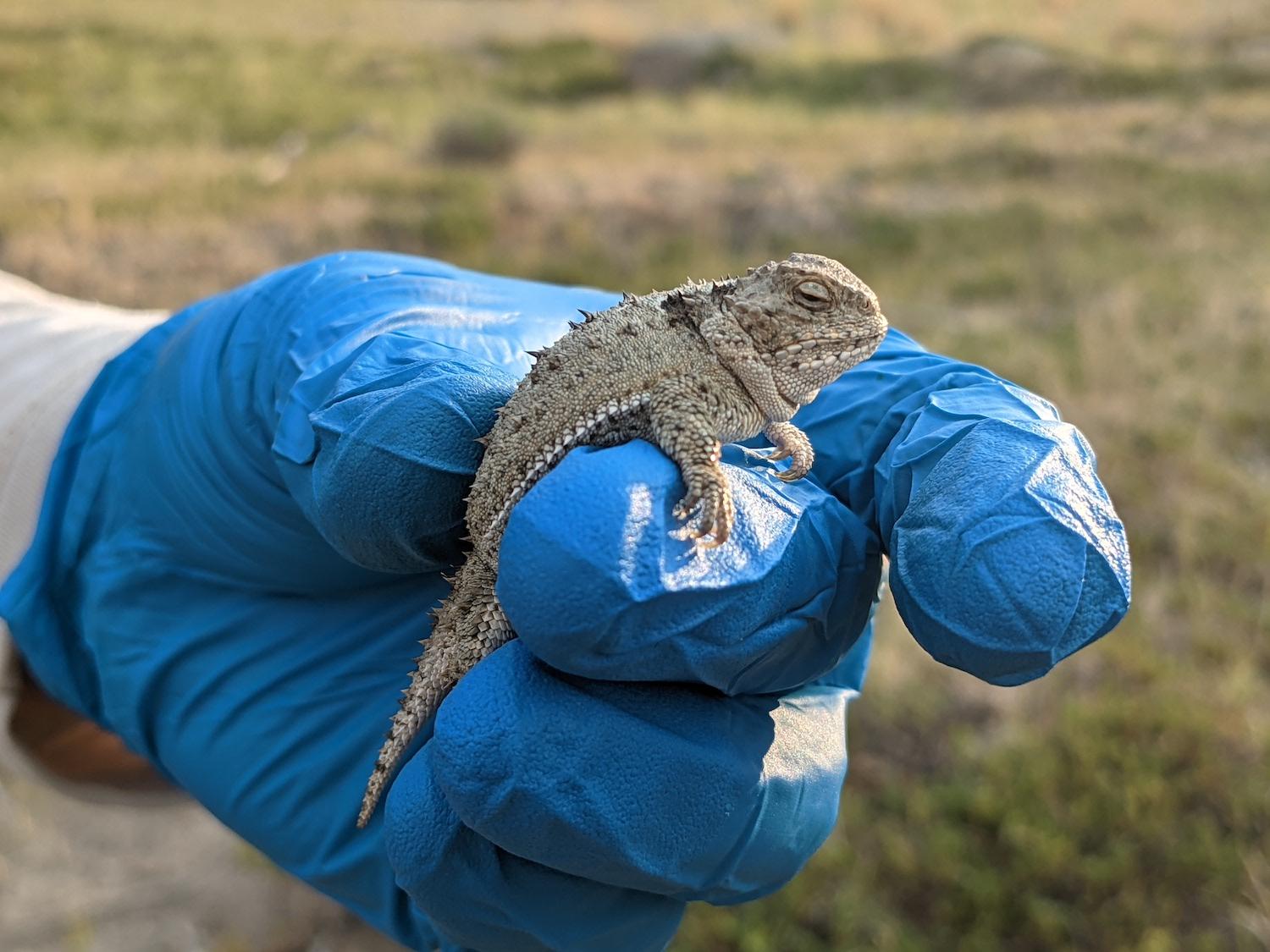 Parks Canada researchers are gentle when they do lizard surveys.