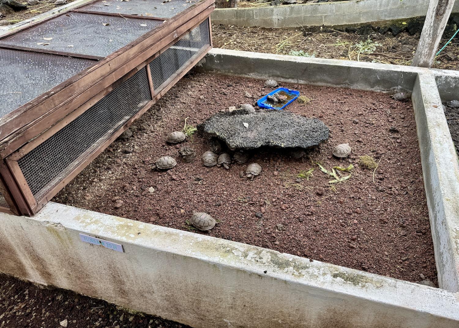 At the Fausto Llerena Breeding Center, giant tortoise hatchlings (these from Floreana Island) are reared in pens. At the Fausto Llerena Breeding Center, giant tortoise hatchlings (these from Floreana Island) are reared in pens.
