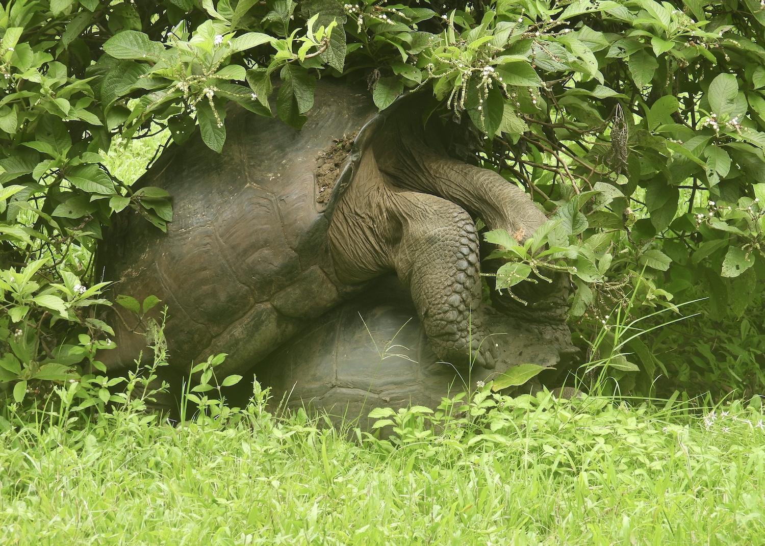 Two giant tortoises mate under partial cover of a bush. Two giant tortoises mate under partial cover of a bush.