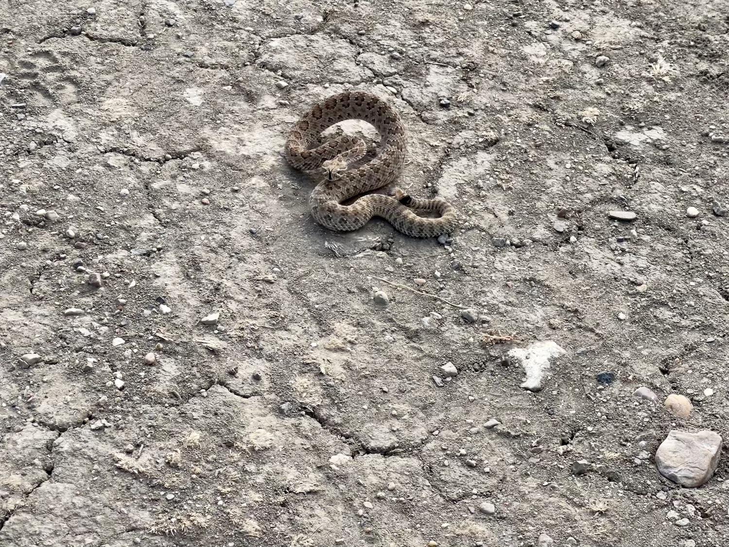 We didn't find lizards but did spot this Prairie rattlesnake in the parking lot.