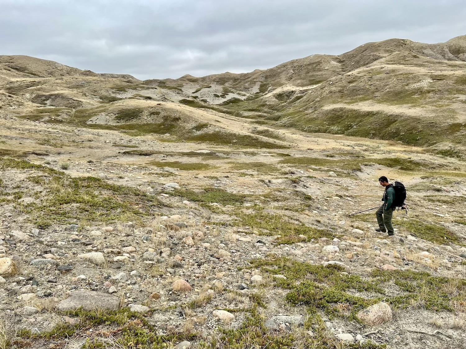 Parks Canada wildlife ecologist Stefano Liccioli uses a walking stick to search for Greater Short-horned lizards.